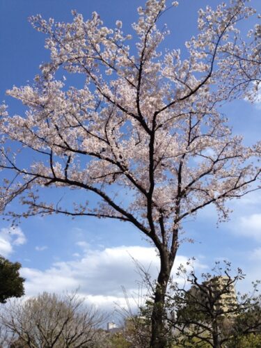 桜の木