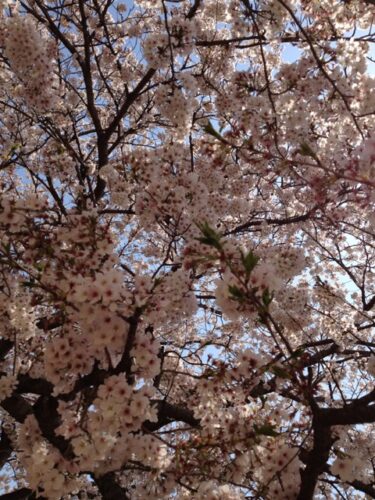 桜の花