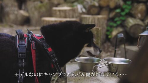 たまキャンプのモデル発言