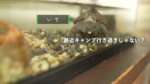 もじゃ夫婦のペット