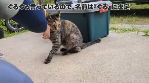 たつおと海子｜ぐるの名前由来