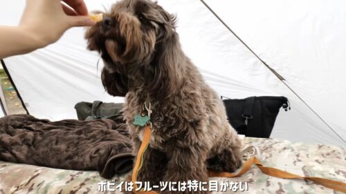 ぴときゃんぷ|みかんを食べるボビイ