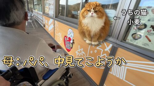 わんちゃんと僕に登場する猫の小麦