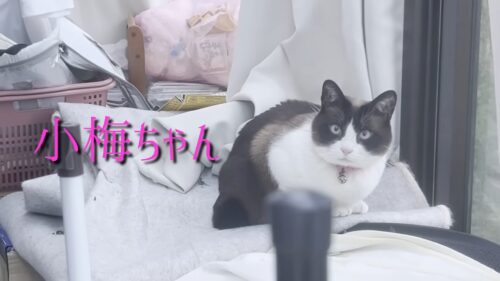 YANOYA OUTDOOR実家の小梅ちゃん