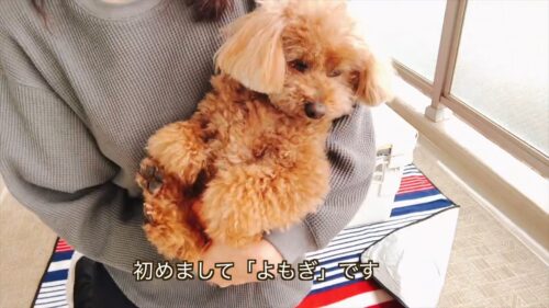 しぃ散歩のペット